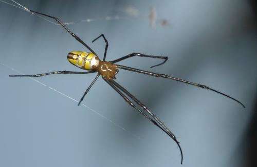 Leucauge granulata